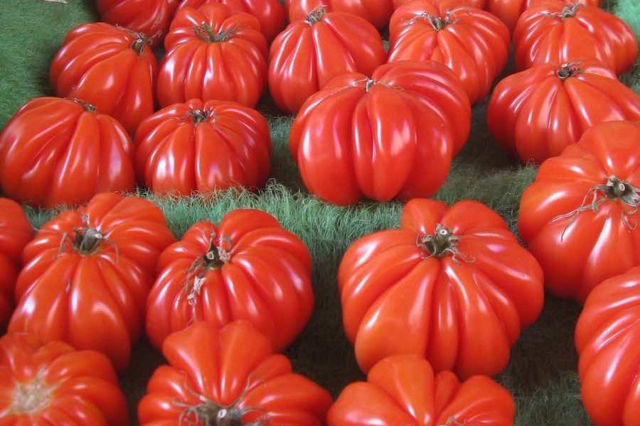 Les élèves ne sont pas des tomates ! 2e article, droit de réponse